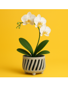 Macetas Orquideas